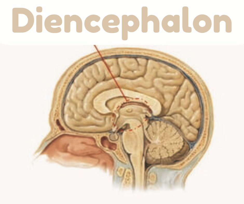 Diencephalon