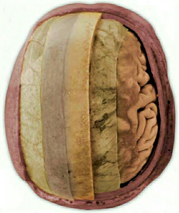 Layers of coverings combine to cushion, protect, and support the brain.

Parts