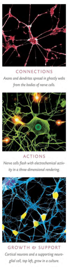 NEURONS AT WORK [ CONNECTIONS / ACTION / GROWTH & SUPPORT / PLASTICITY ]