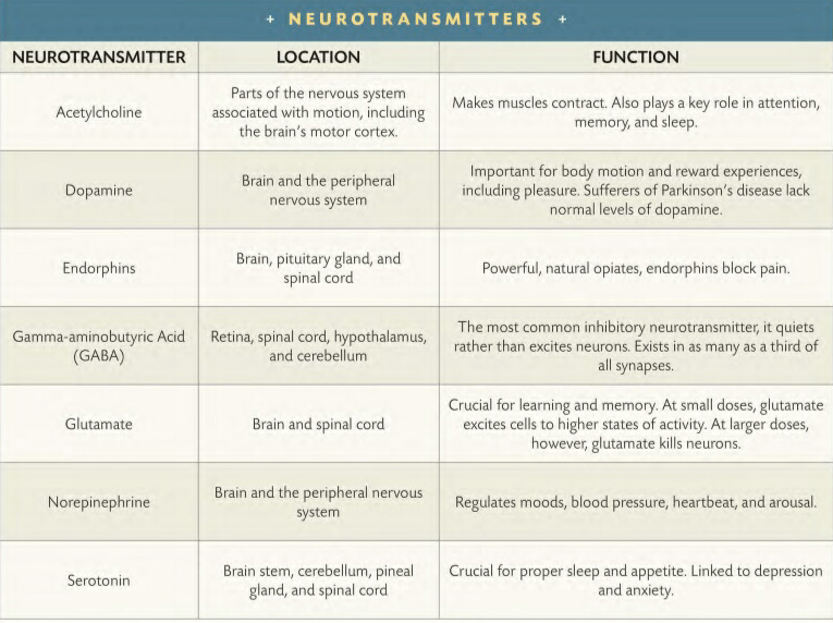 NEUROTRANSMITTERS 