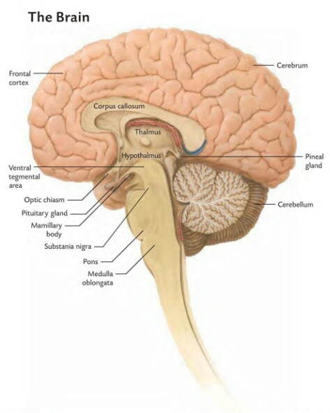 ANATOMY [ DIFFERENT PARTS & DIFFERENT RESPONSIBILITIES ( THE AMAZING BRAIN ) ]