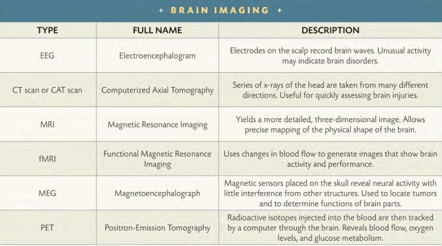 THE AMAZING BRAIN 

First Glimpse 