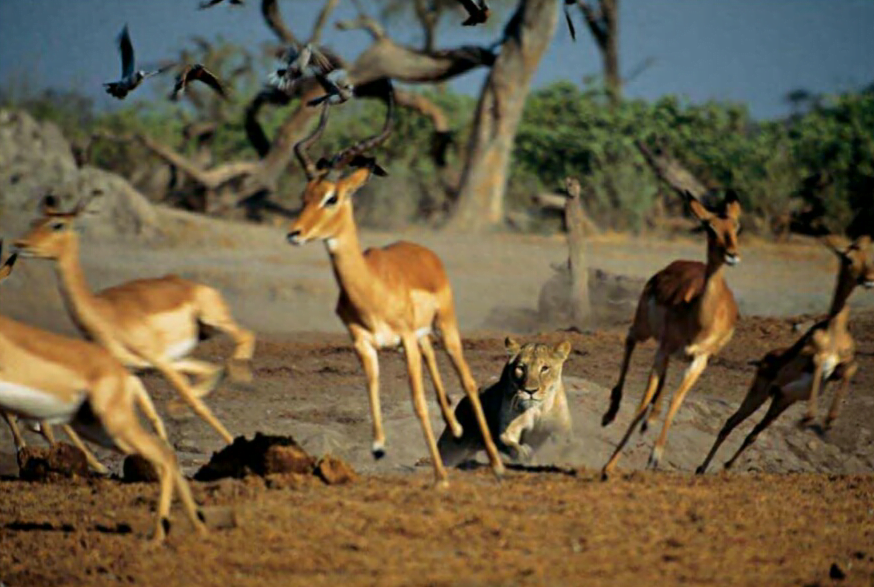 Thanks to evolution's hard wiring for survival, gazelles in Botswana react without thinking when a lioness attacks.
ORGANIZATION/CENTRAL AND PERIPHERAL [ HARMONY ( THE NERVOUS SYSTEM ) ]