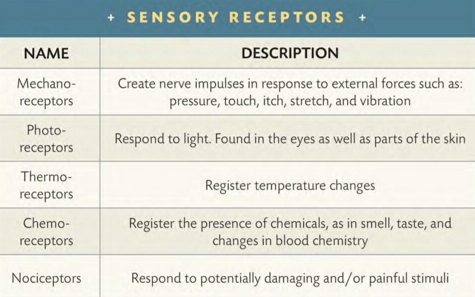 SENSORY RECEPTORS