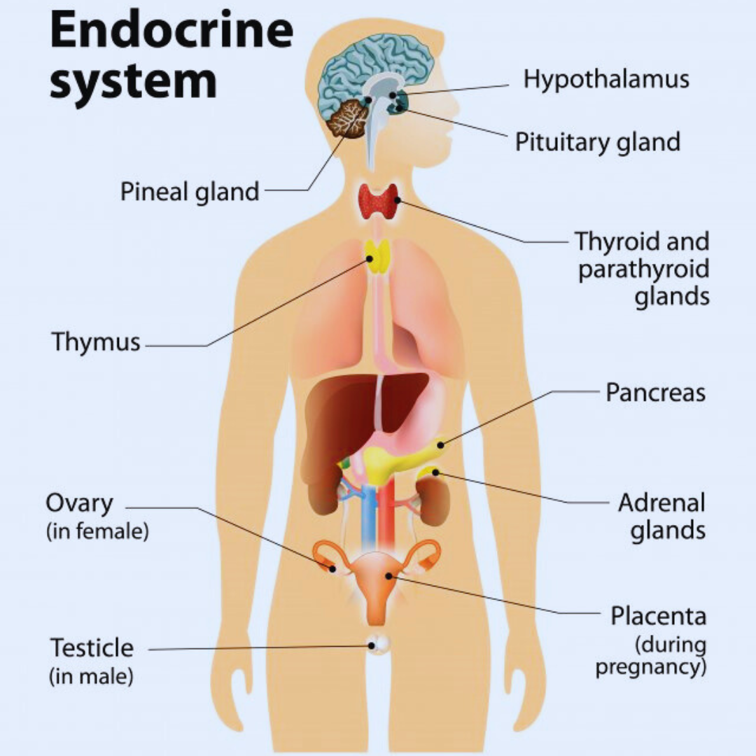 Endocrine System