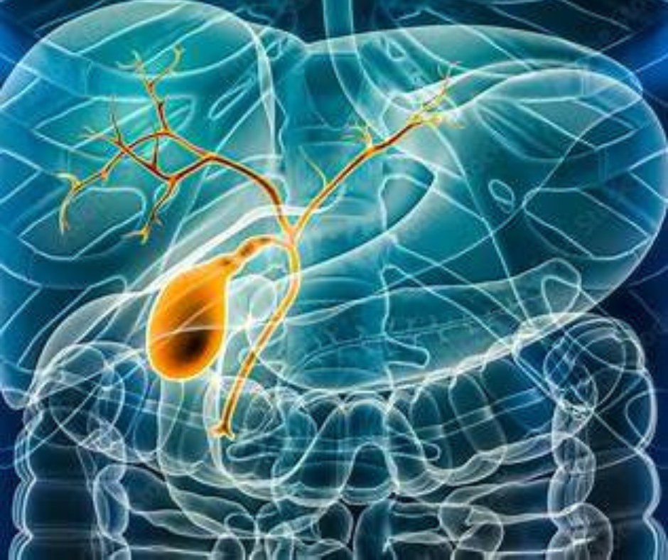 5 Powerful Ways the Role of Bile Impacts Health