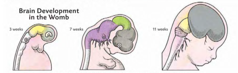 As an embryo develops into a fetus, the brain grows and differentiates rapidly.