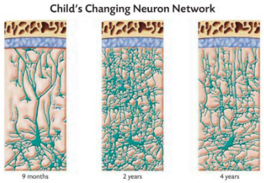 Growth and pruning of a child's neurons at nine months, two years, and four years.