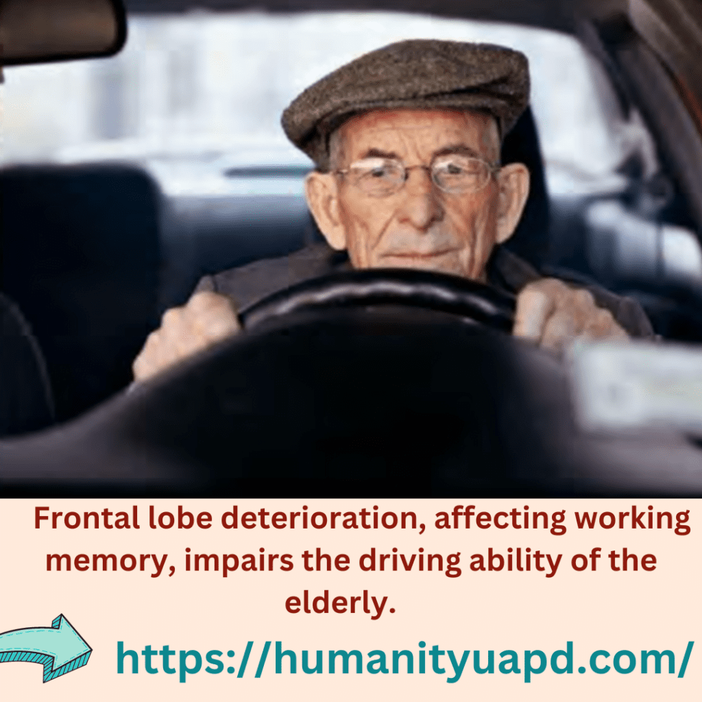YOUNG & OLD / MENTAL FITNESS 
Frontal lobe deterioration, affecting working memory, impairs the driving ability of the elderly.