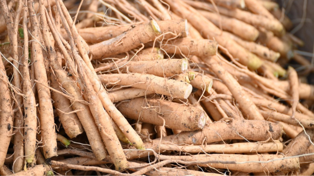 Ashwagandha or Withania somnifera