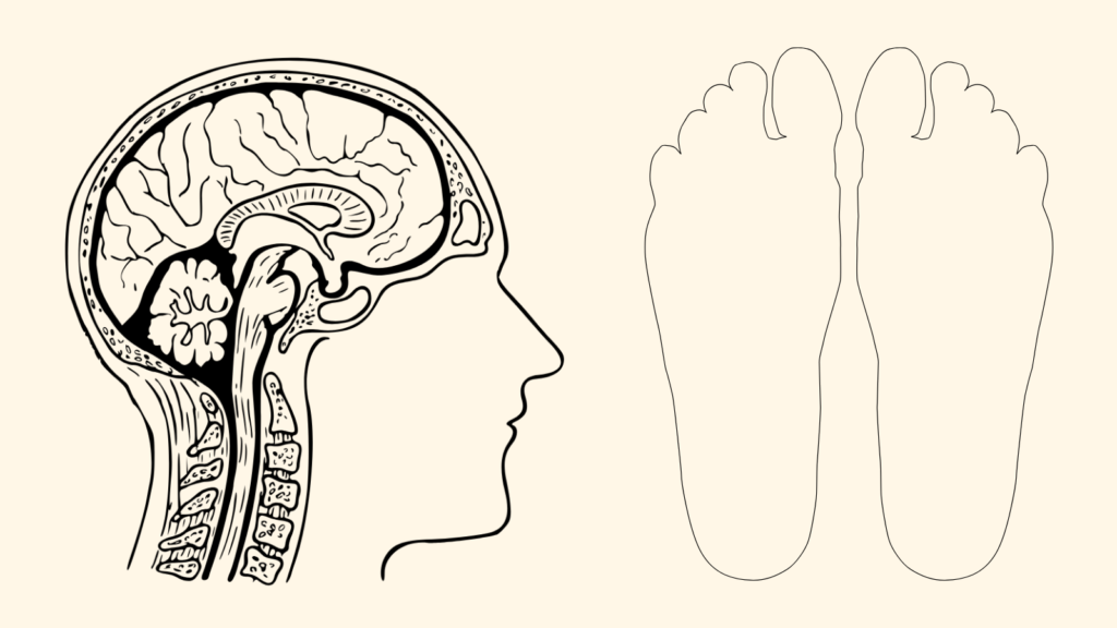The Incredible Journey: From Brain to Foot