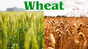 The Resilience of Wheat: Nourishing Humanity Through Millennia