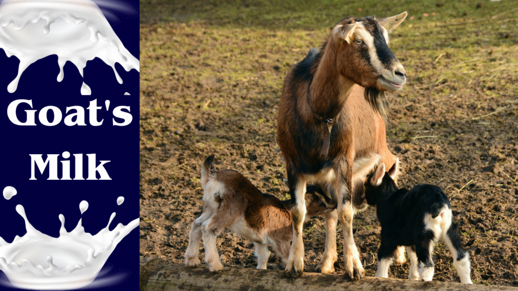 Goat's Milk: Exploring Nutritional and Culinary Wonders