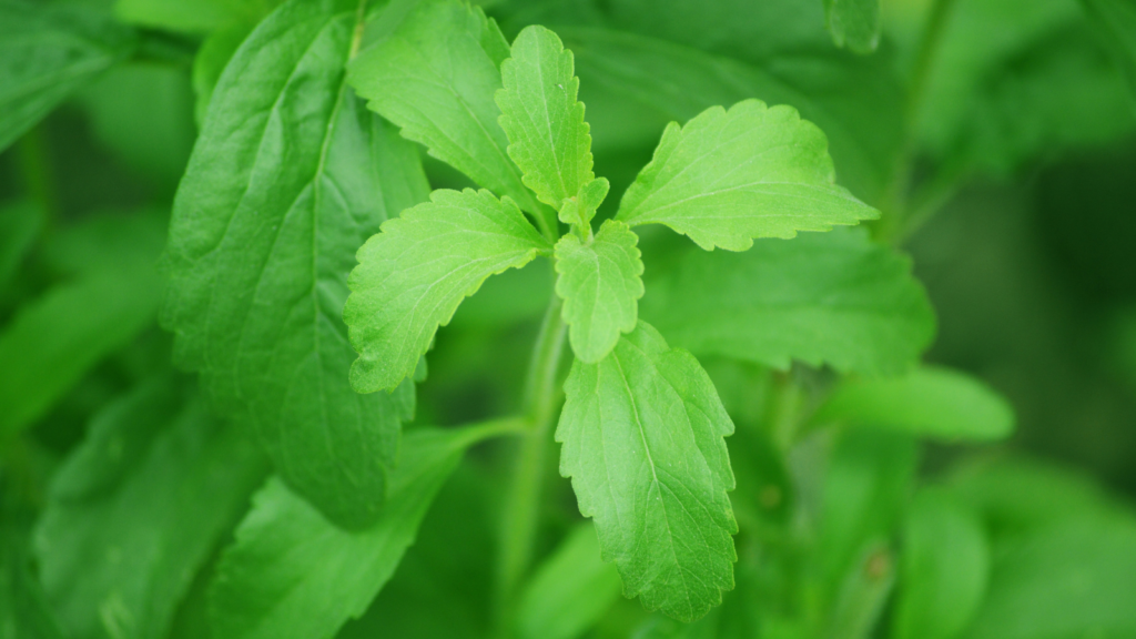 The Sweet Promise of Stevia: A Comprehensive Review