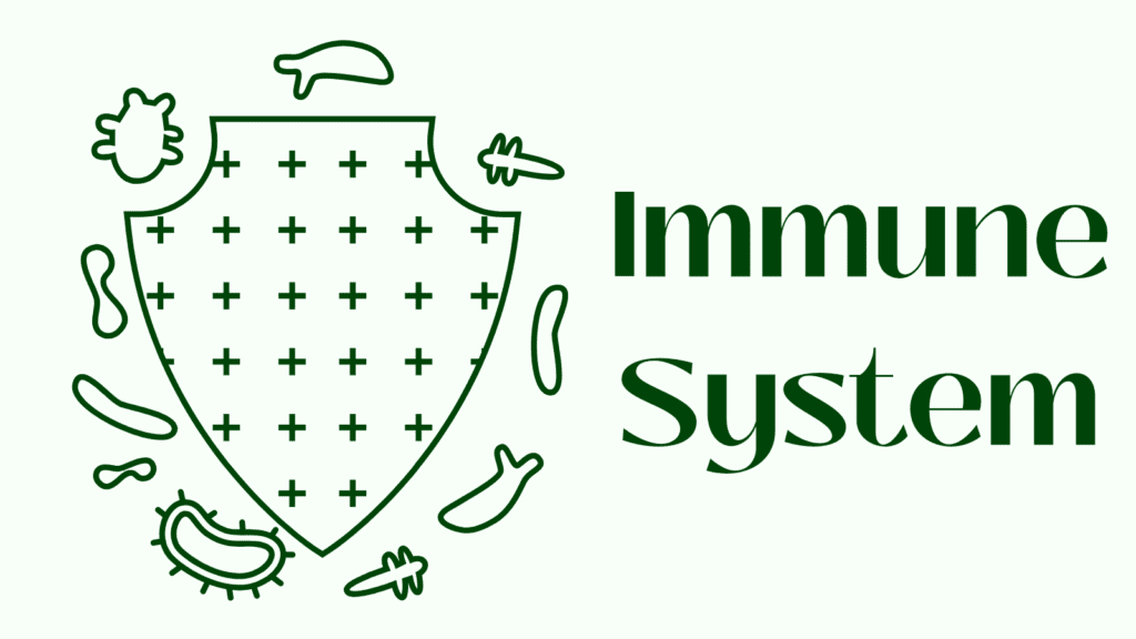 The Immune System: Your Body's Defender Against Invaders