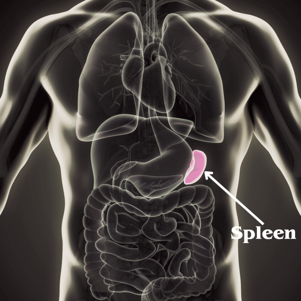 Spleen Health