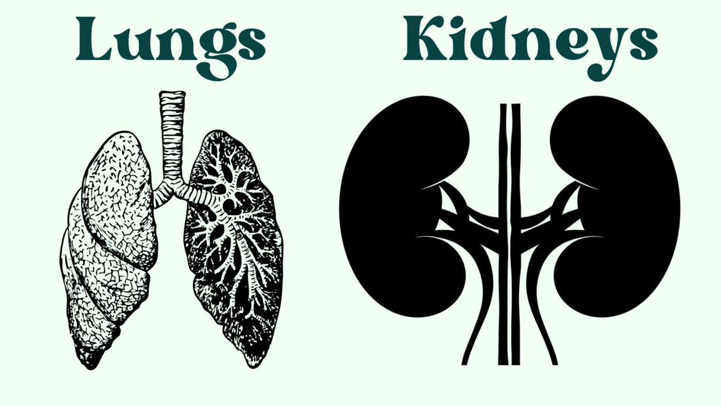 The Dynamic Duo: Understanding the Connection Between Lungs and Kidneys