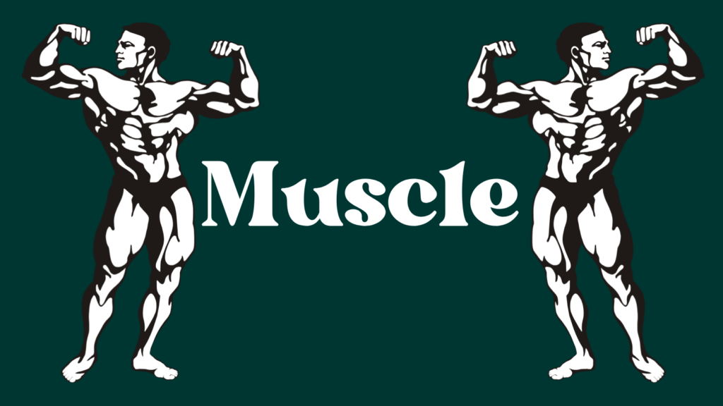 Muscle Health