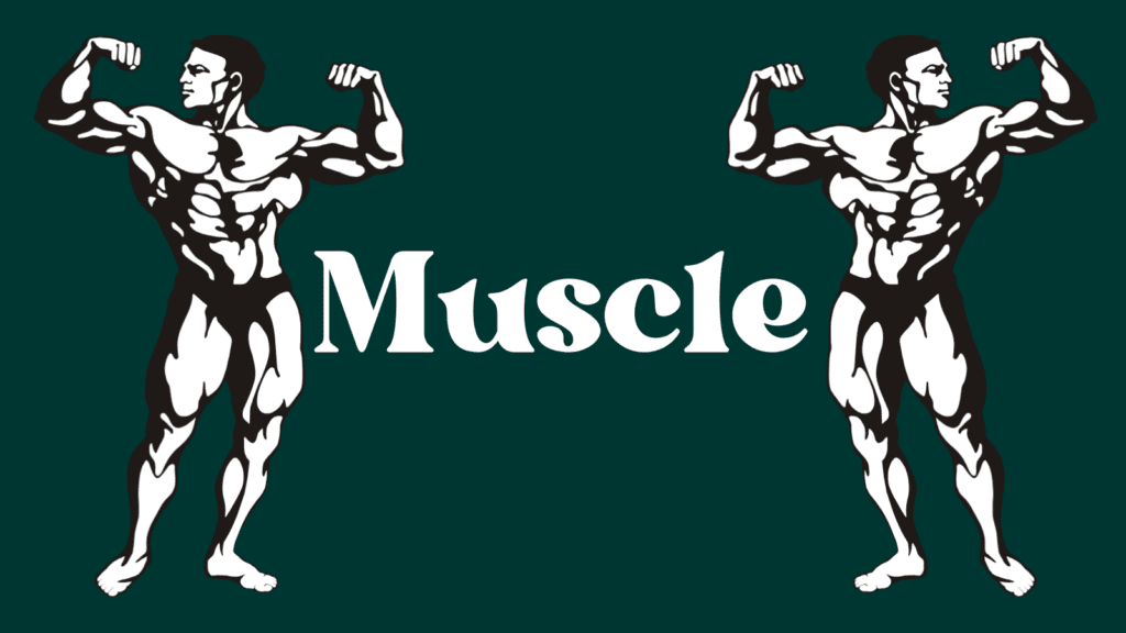 Muscles ( Muscle Health )