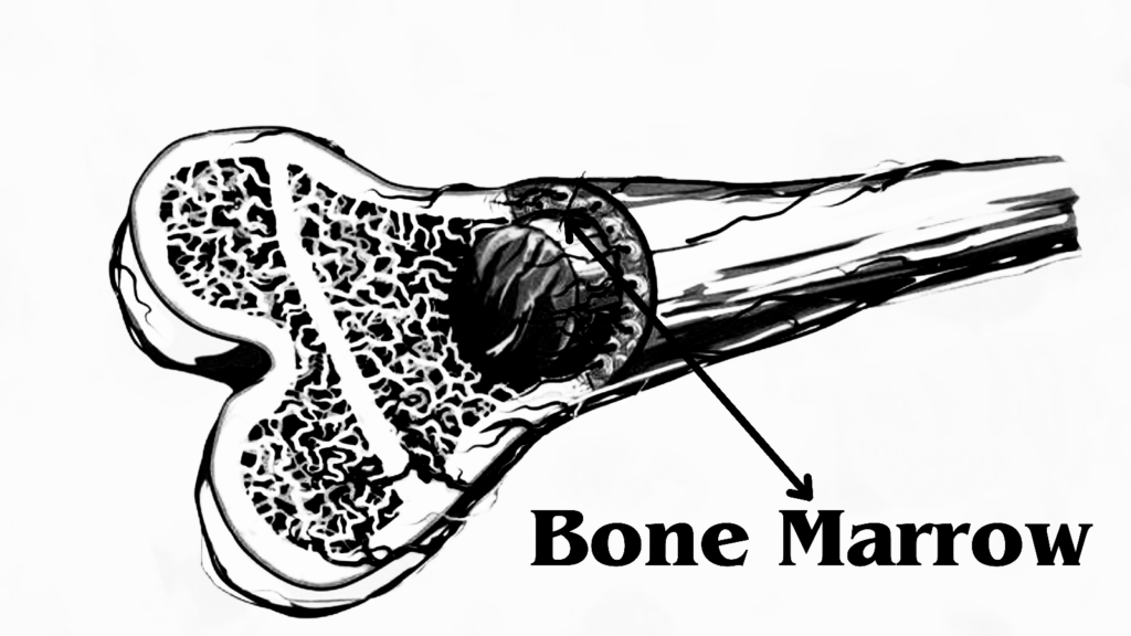 The Marvelous World of Bone Marrow: Your Body’s Unsung Hero