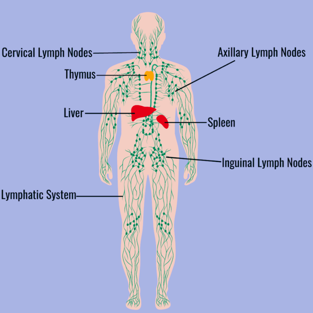 The Unsung Hero: Exploring the Marvels of the Lymphatic System