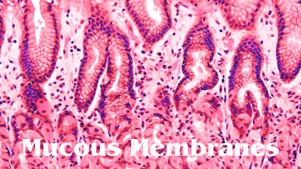 Mucous Membranes human health