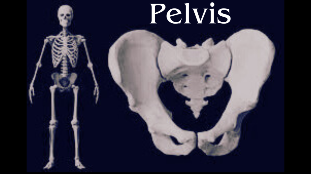 Unlocking the Secrets of the Pelvis: Structure, Function, and Future of Pelvic Health