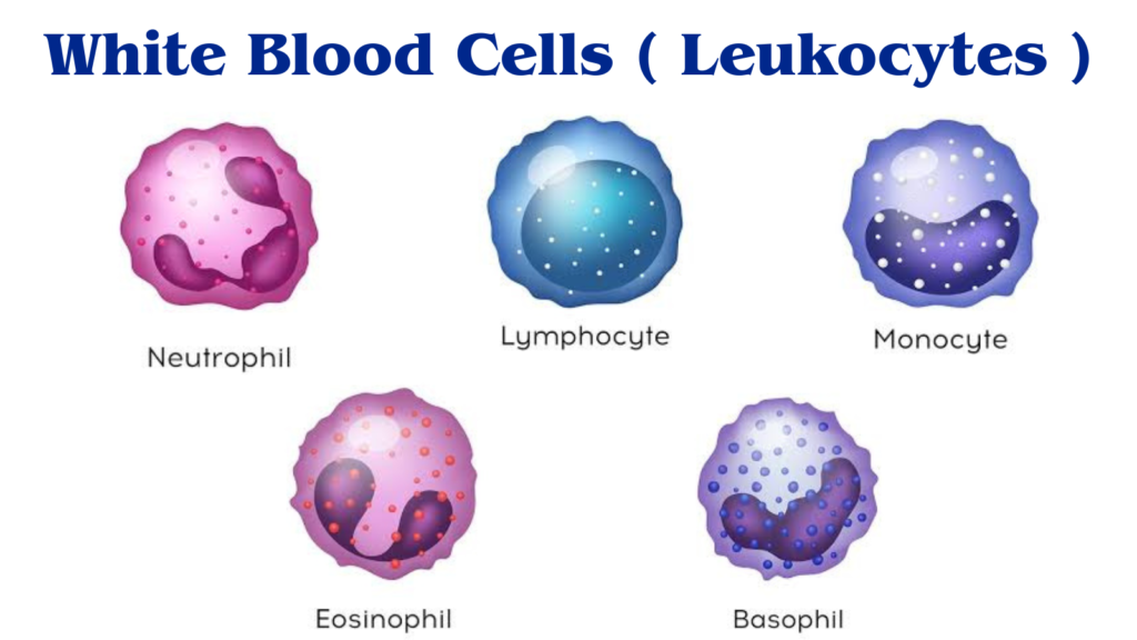 White Blood Cells ( Leukocytes )