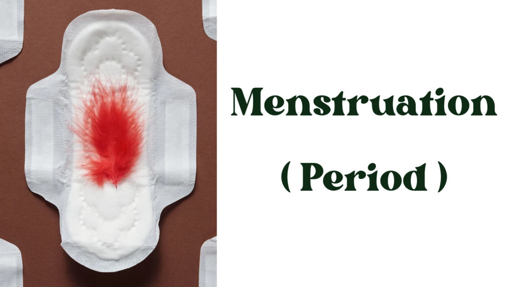 Period ( Menstruation )