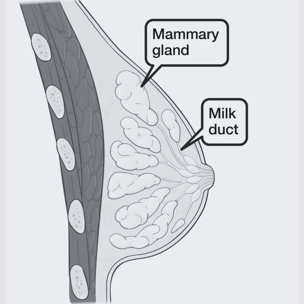 The Remarkable Significance of Milk-Producing Glands
