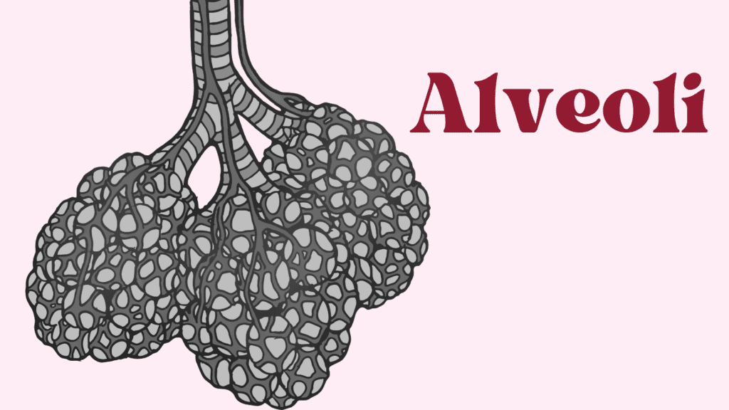 Alveoli