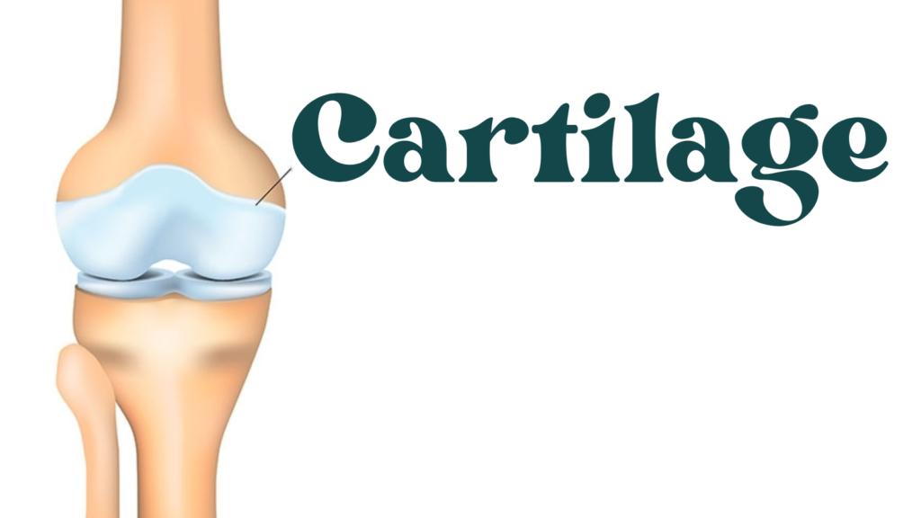 Cartilage Care: Protecting Your Body's Unsung Hero