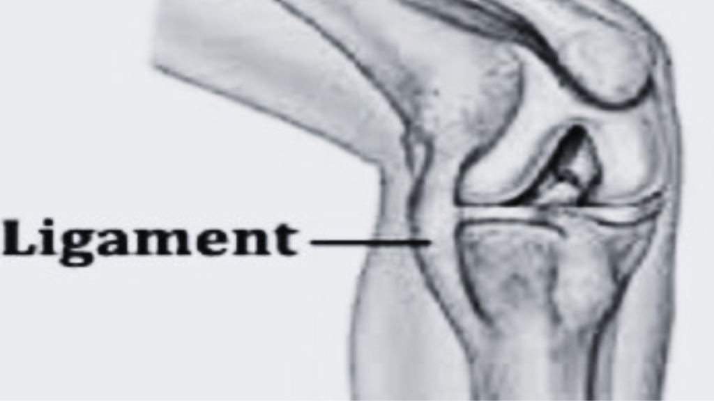 Ligament Health: Supporting Joint Stability and Mobility