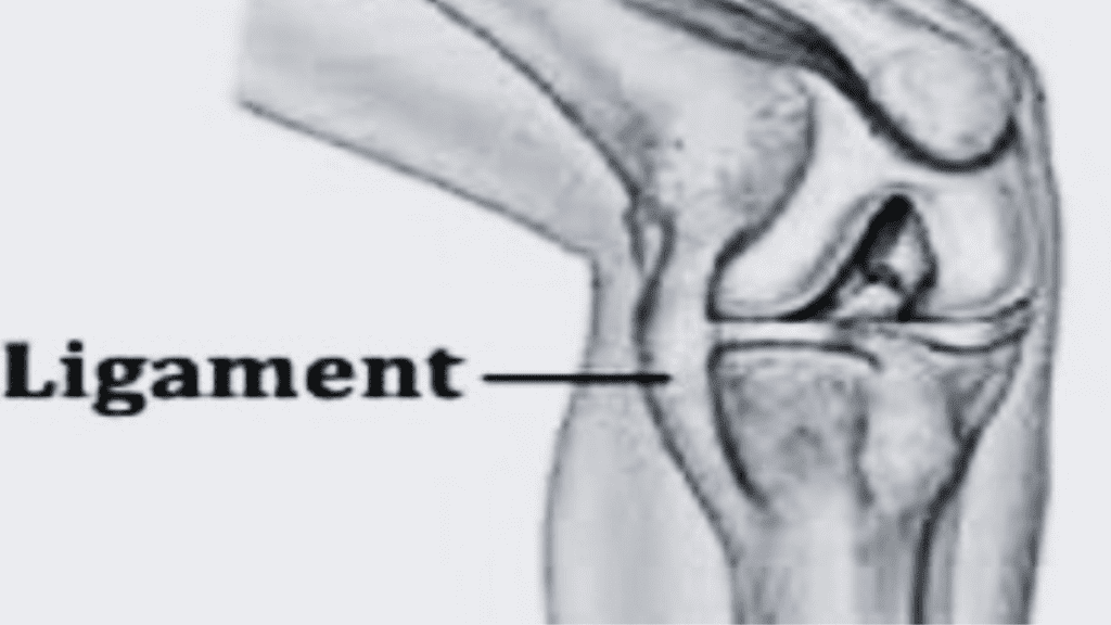 Ligaments