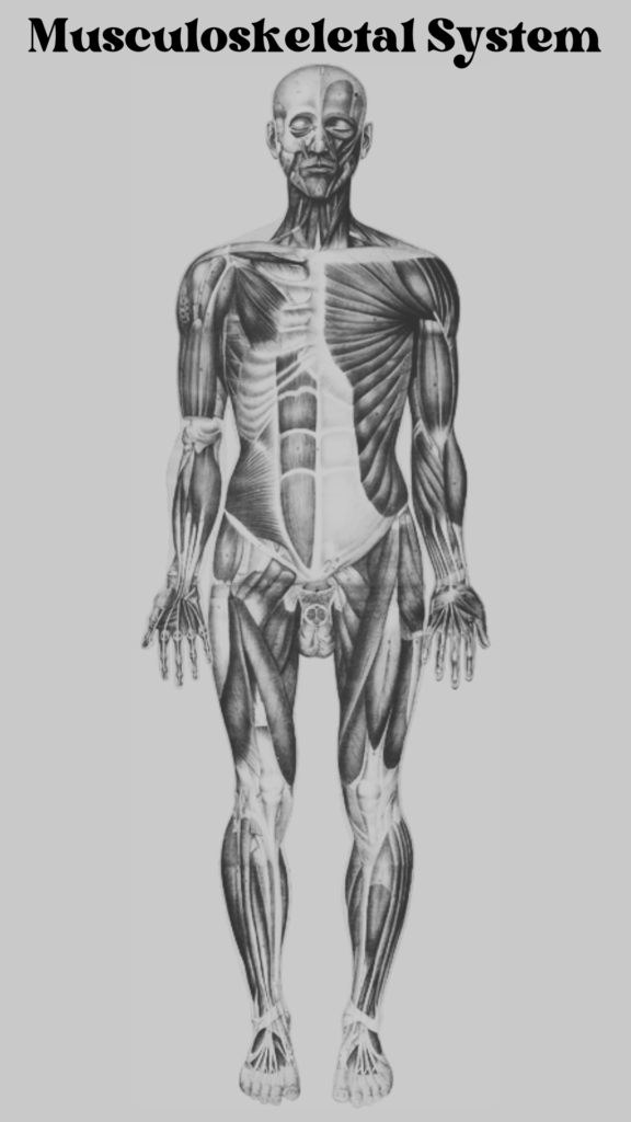 Caring for Your Musculoskeletal System: Anatomy, Functions, and Tips