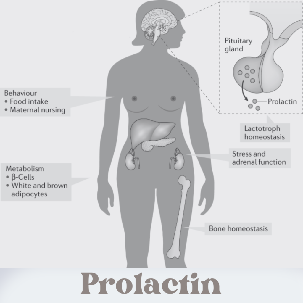 Prolactin Milk 