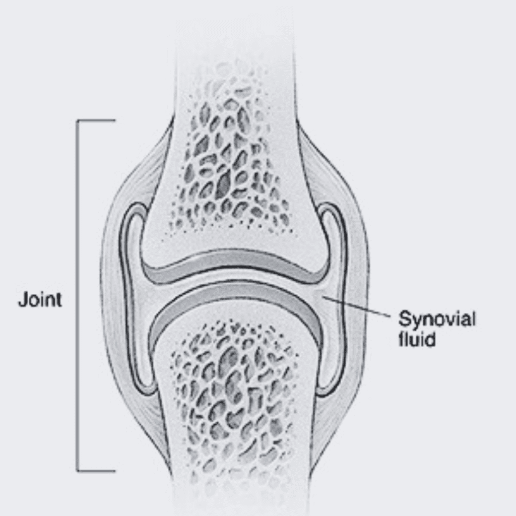 Maintaining Synovial Fluid Health: Tips for Healthy Joints