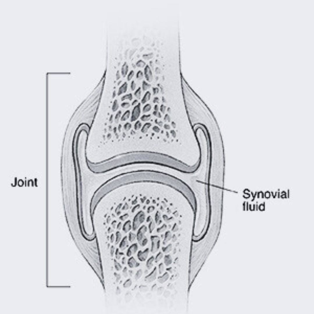 Maintaining Synovial Fluid Health: Tips for Healthy Joints Biology Diagrams