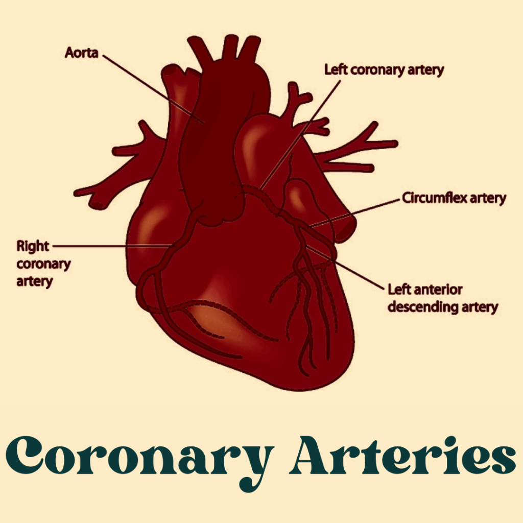 Coronary Arteries: The Lifeline of Your Heart