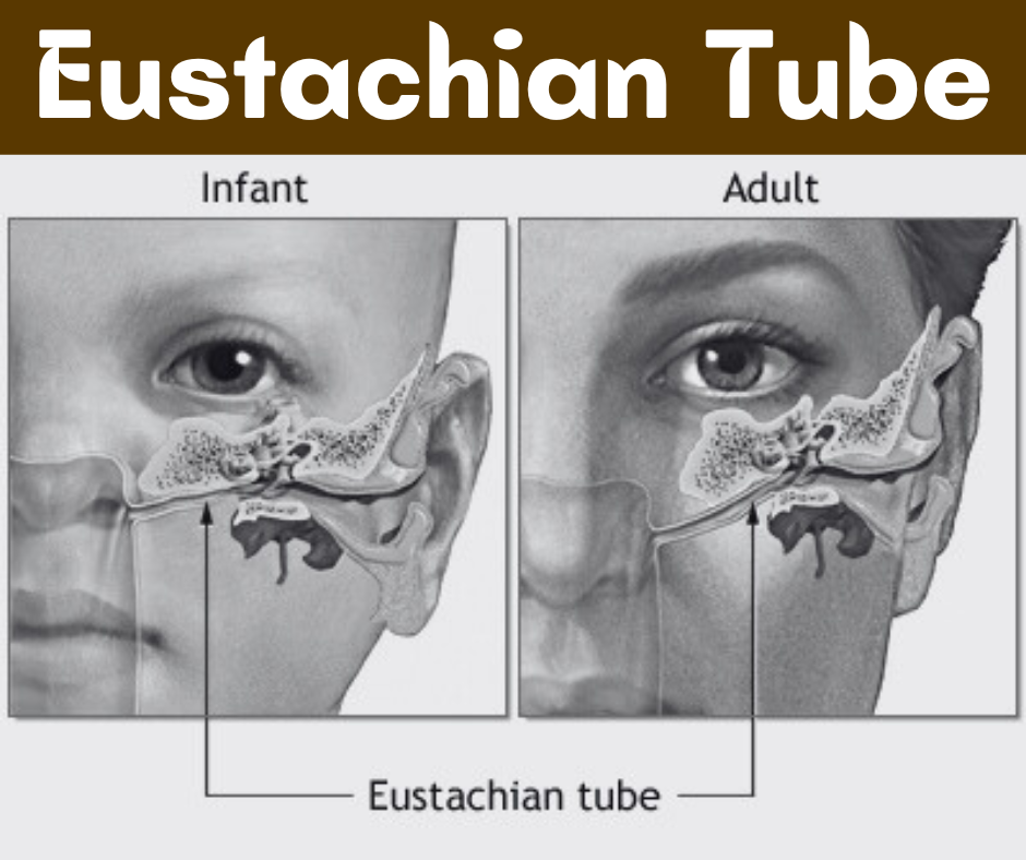 Eustachian Tube Health 