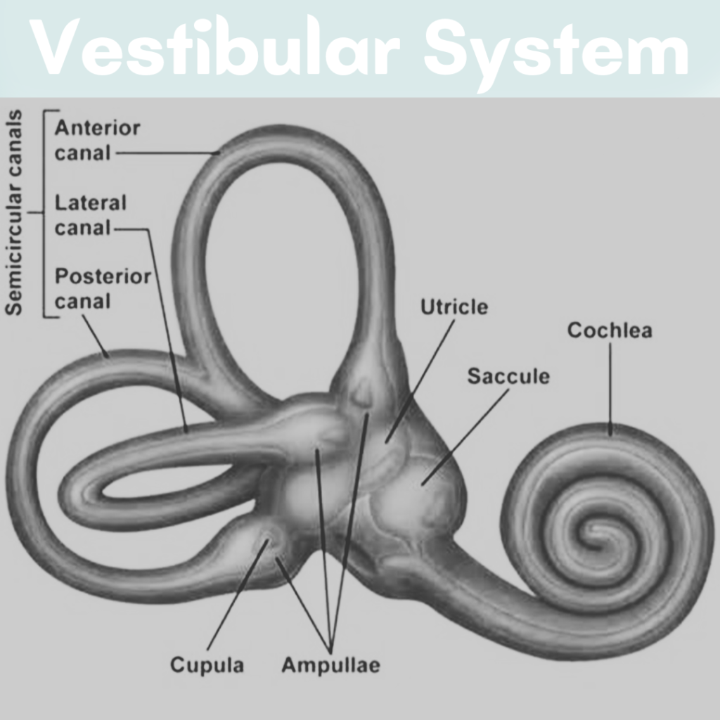 Harmony in Motion: Unveiling the Wonders of the Vestibular System