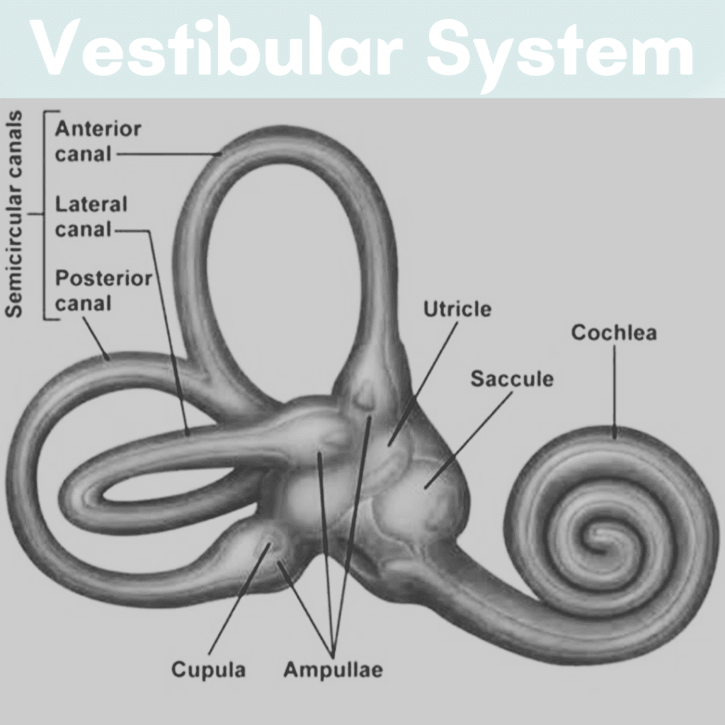 Vestibular System