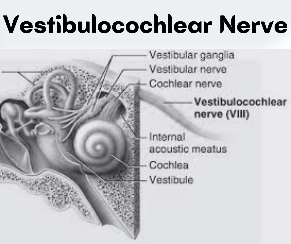 Harmony of the Senses: Unveiling the Intricacies of the Vestibulocochlear Nerve