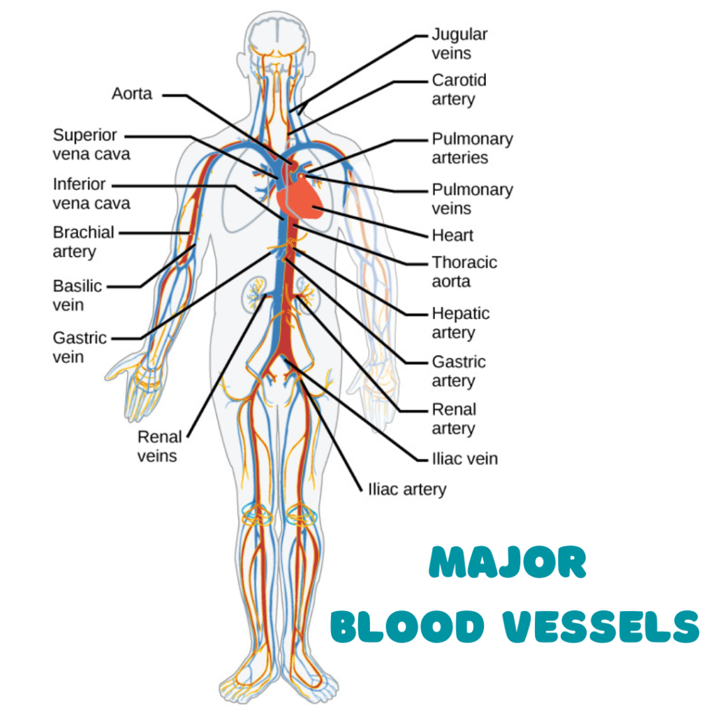 Major Blood Vessels