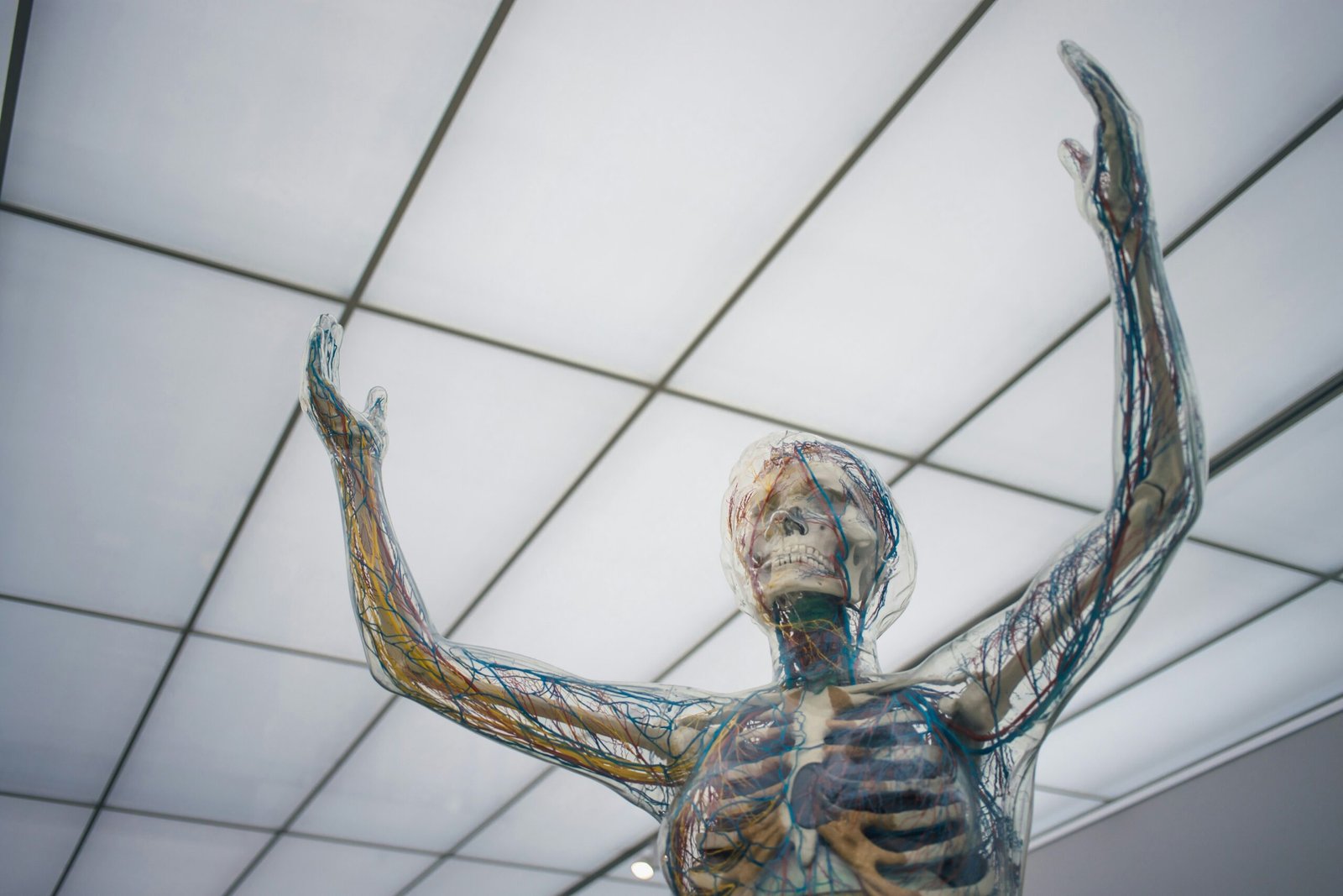 Nervous System
human body sculpture