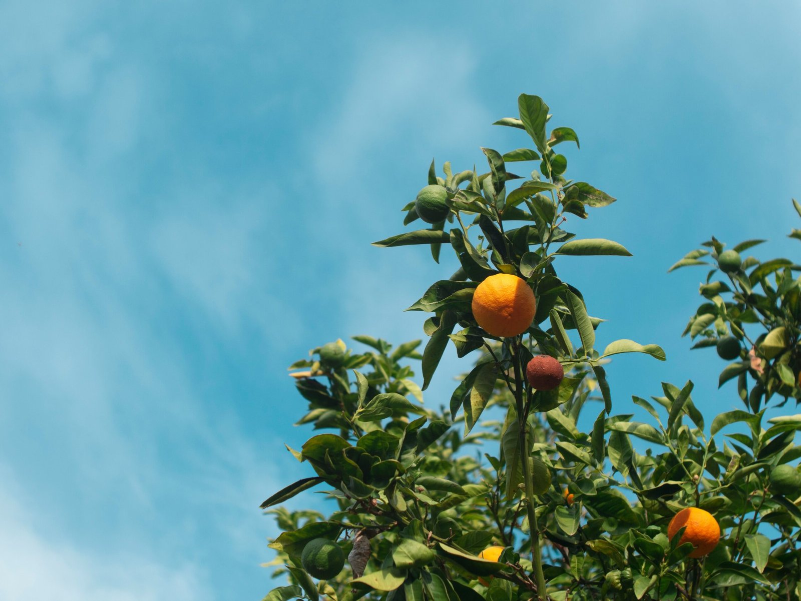 The Importance of Nutrition for Runners
orange fruit on tree during daytime