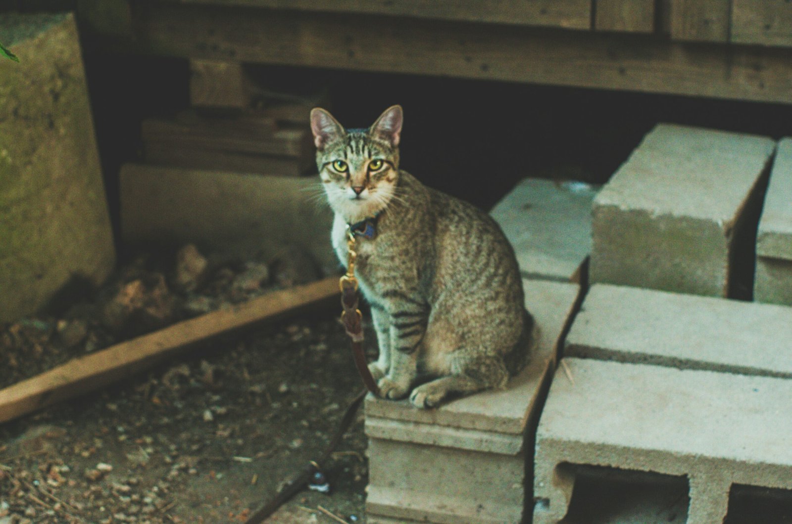 Cat Training
a cat sitting on top of a cement block