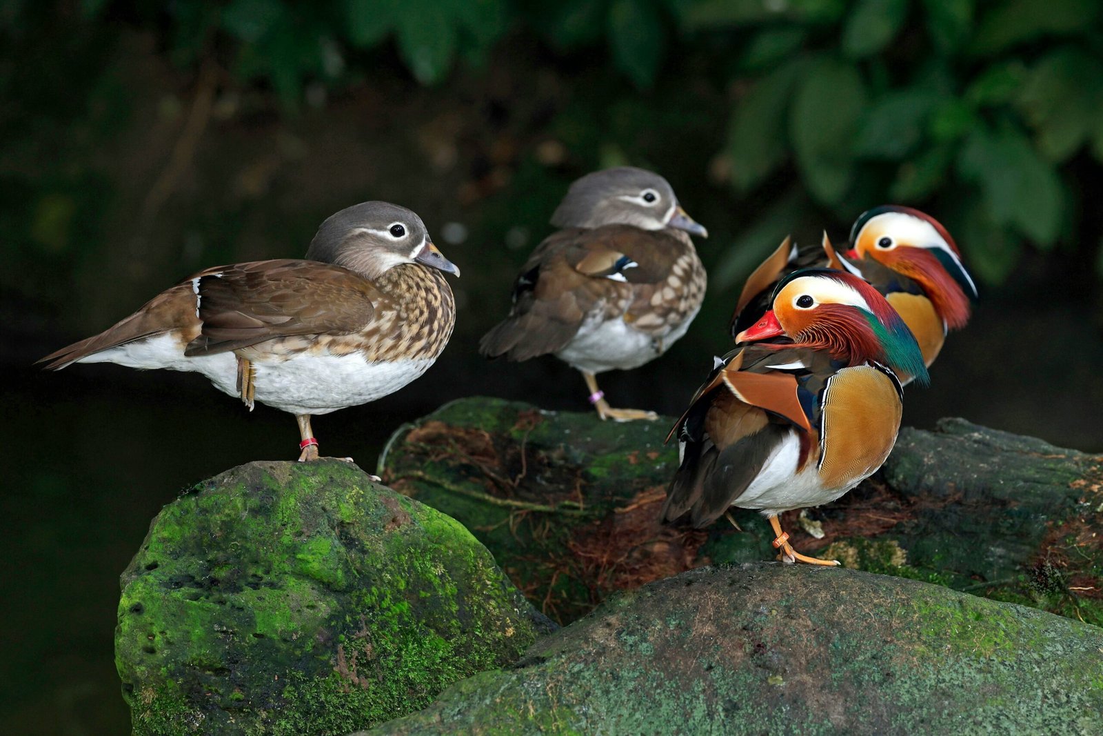 Gender Differences

a group of birds standing on top of a rock