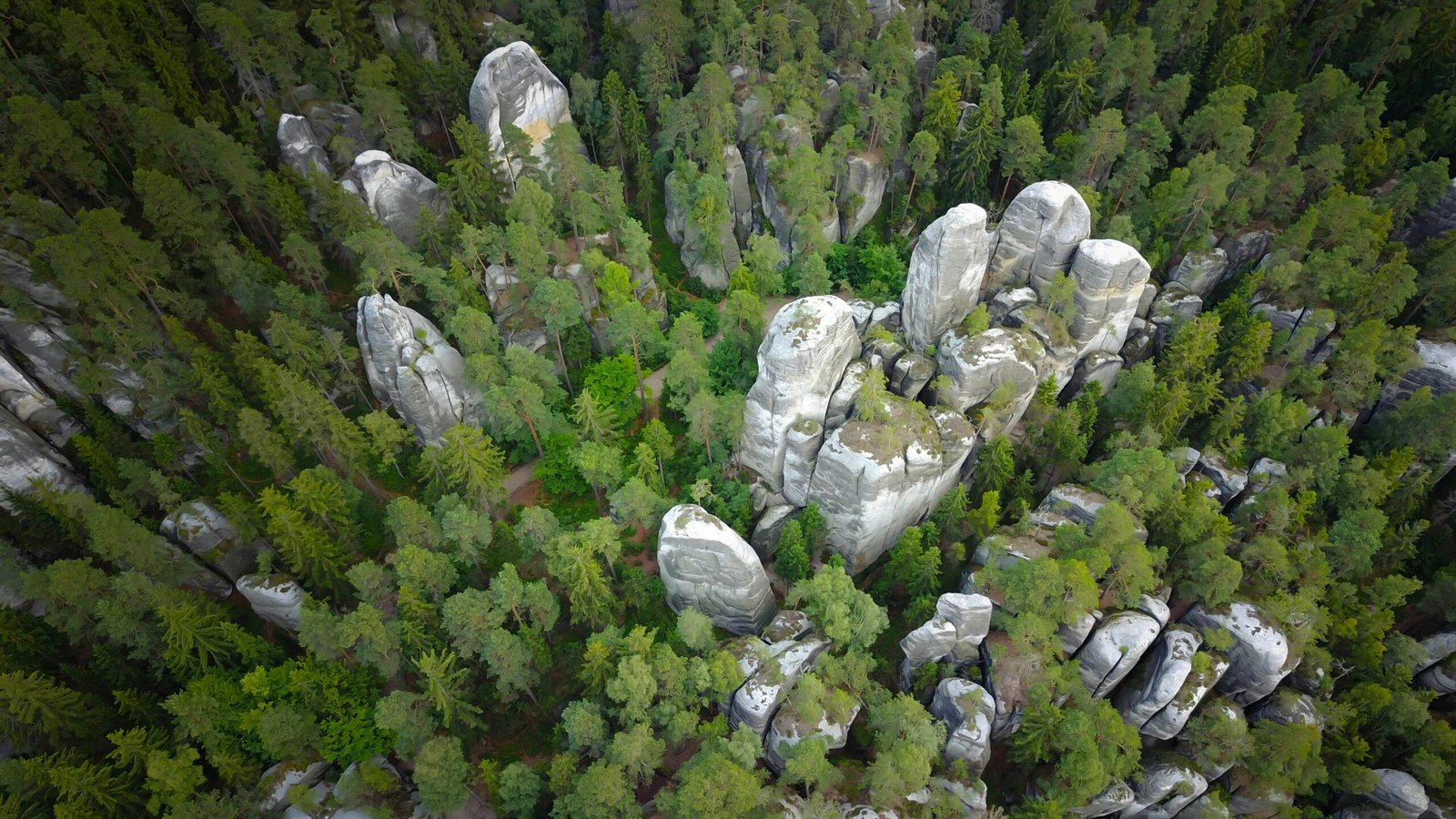 Forest Green - Nature Beauty