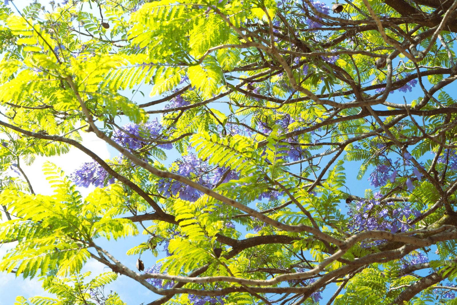 GARDEN FREEDOM
the branches of a tree with purple flowers